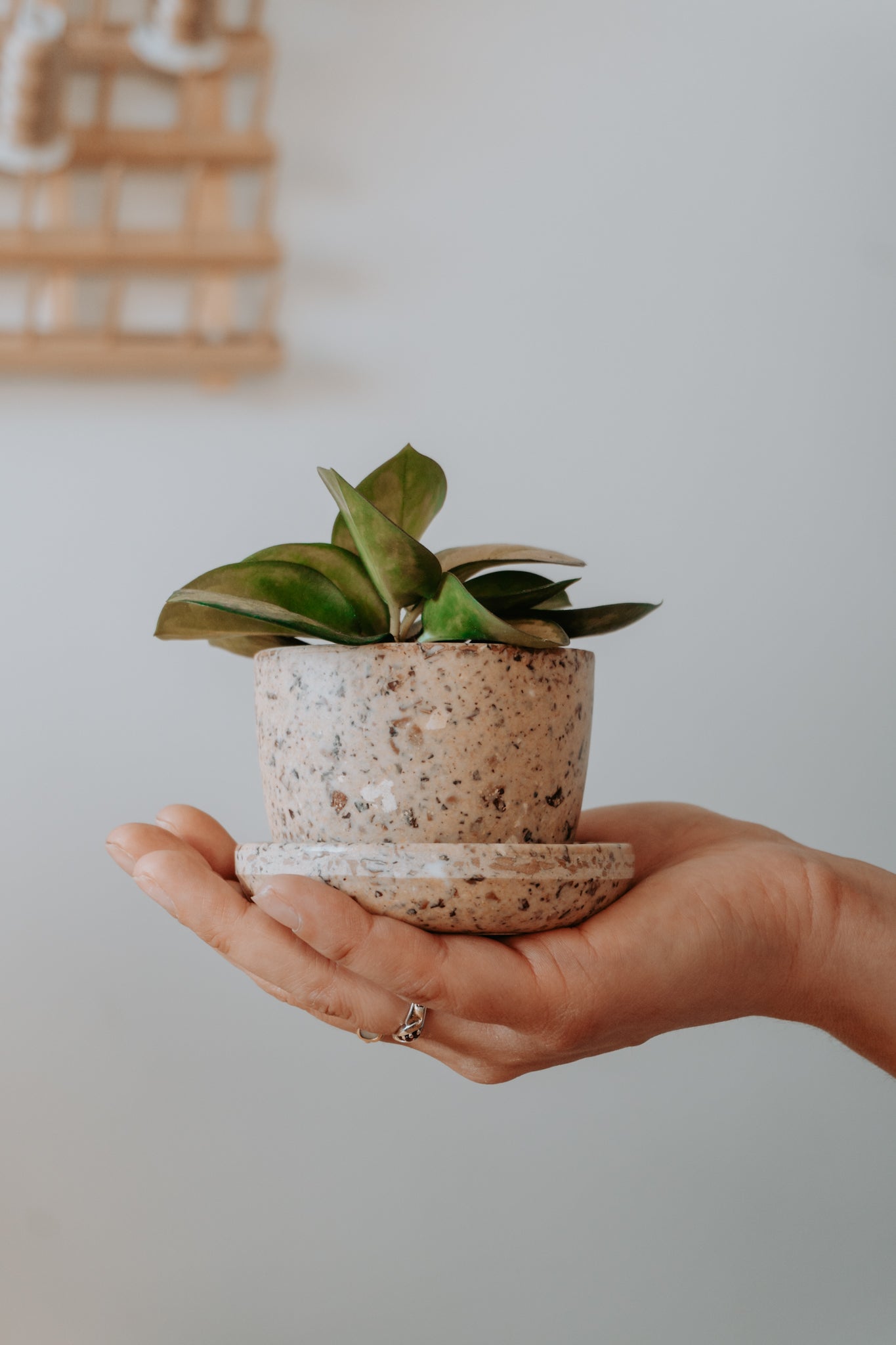Jardinière PLCO x Mano Verde